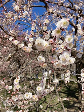 偕楽園本園に投稿された画像（2023/3/4）