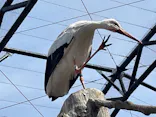 天王寺動物園に投稿された画像（2023/3/4）