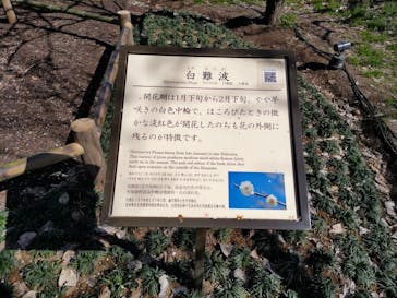 偕楽園本園に投稿された画像（2023/3/4）