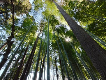 偕楽園本園に投稿された画像（2023/3/4）