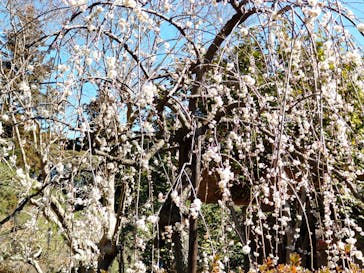 偕楽園本園に投稿された画像（2023/3/4）