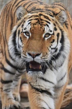 那須どうぶつ王国に投稿された画像（2023/3/4）