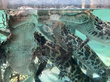 熱川バナナワニ園に投稿された画像（2023/3/4）