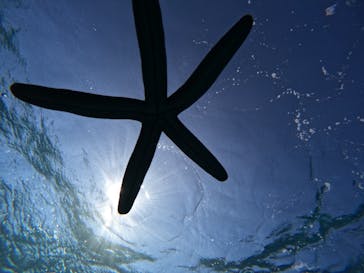 青の洞窟専門店　沖縄ダイビングショップ和に投稿された画像（2023/3/4）