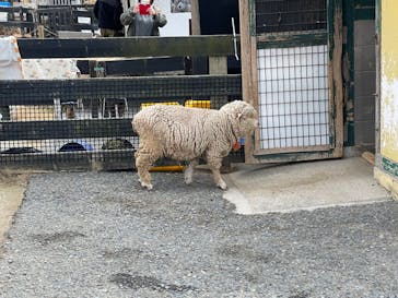 淡路ファームパーク イングランドの丘に投稿された画像（2023/3/4）