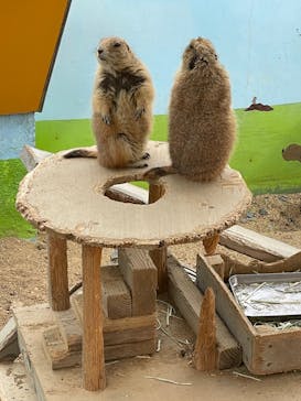 淡路ファームパーク イングランドの丘に投稿された画像（2023/3/4）