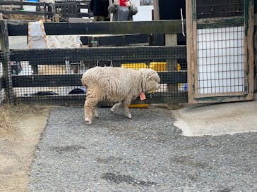 淡路ファームパーク イングランドの丘に投稿された画像（2023/3/4）