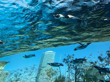 サンシャイン水族館に投稿された画像（2023/3/4）