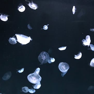 サンシャイン水族館に投稿された画像（2023/3/4）