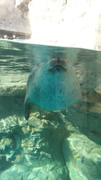 京都鉄道博物館×京都水族館に投稿された画像（2023/3/4）