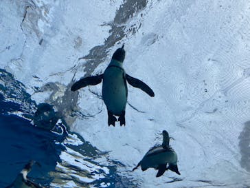 サンシャイン水族館に投稿された画像（2023/3/4）