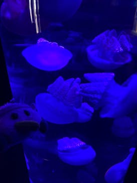 サンシャイン水族館に投稿された画像（2023/3/4）