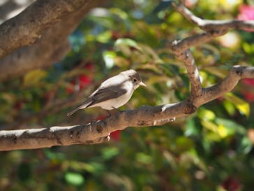 大阪城公園 西の丸庭園に投稿された画像（2023/2/11）