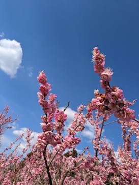 偕楽園本園に投稿された画像（2023/3/4）