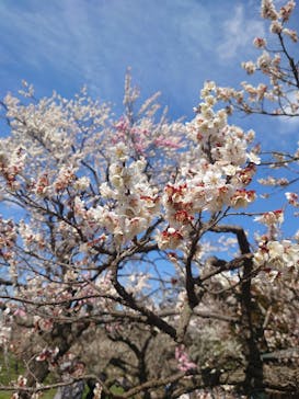 偕楽園本園に投稿された画像（2023/3/4）