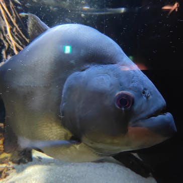 カワスイ 川崎⽔族館に投稿された画像（2023/3/4）