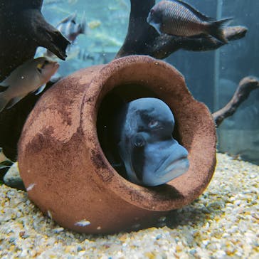 カワスイ 川崎⽔族館に投稿された画像（2023/3/4）