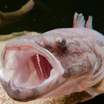 カワスイ 川崎⽔族館に投稿された画像（2023/3/4）