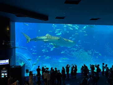 沖縄美ら海水族館に投稿された画像（2023/3/4）