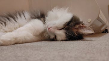 猫カフェモカ　イオンモール東久留米店に投稿された画像（2023/3/4）