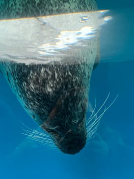 しながわ水族館に投稿された画像（2023/3/4）