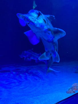 サンシャイン水族館に投稿された画像（2023/3/4）