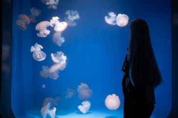 新江ノ島水族館に投稿された画像（2023/3/4）