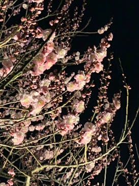 偕楽園本園に投稿された画像（2023/3/4）