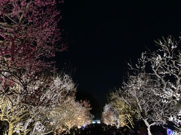 偕楽園本園に投稿された画像（2023/3/4）