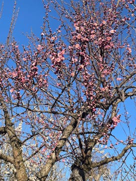 偕楽園本園に投稿された画像（2023/3/4）