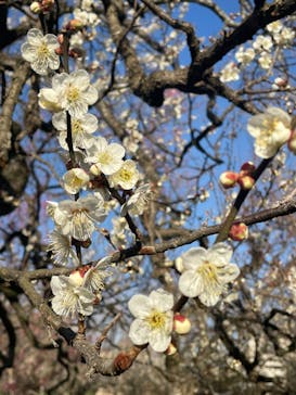 偕楽園本園に投稿された画像（2023/3/4）