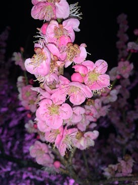 偕楽園本園に投稿された画像（2023/3/4）