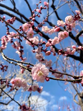 偕楽園本園に投稿された画像（2023/3/4）