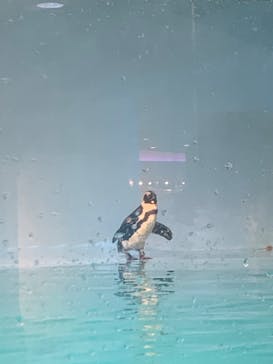 マリンワールド海の中道に投稿された画像（2023/3/4）