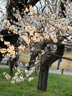 偕楽園本園に投稿された画像（2023/3/4）