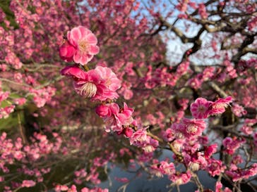 偕楽園本園に投稿された画像（2023/3/5）