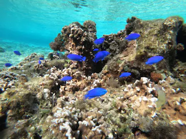 武藤潜水に投稿された画像（2023/3/5）