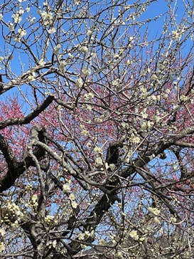 偕楽園本園に投稿された画像（2023/3/5）