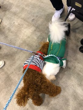 グッデイ プレゼンツ　 わんにゃんドーム福岡2023㏌福岡国際センターに投稿された画像（2023/3/5）