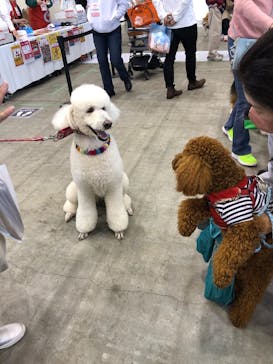 グッデイ プレゼンツ　 わんにゃんドーム福岡2023㏌福岡国際センターに投稿された画像（2023/3/5）