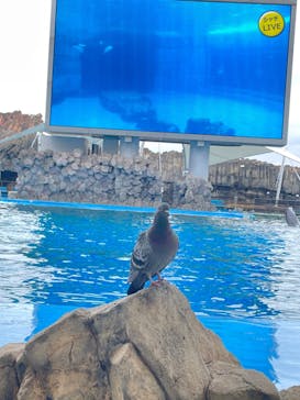 名古屋港水族館に投稿された画像（2023/3/5）