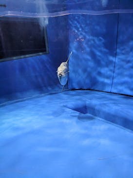 アクアワールド茨城県大洗水族館に投稿された画像（2023/3/5）