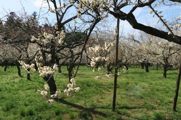偕楽園本園に投稿された画像（2023/3/5）
