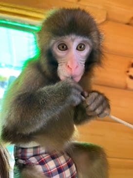 おさるランド＆アニタウン　日光さる軍団劇場に投稿された画像（2023/3/5）