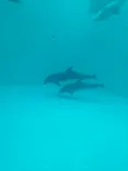 名古屋港水族館に投稿された画像（2023/3/5）