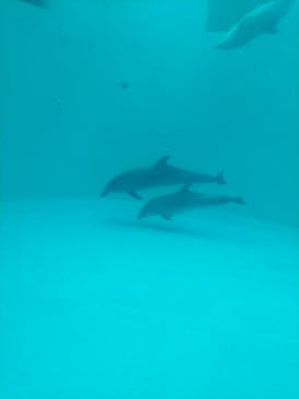 名古屋港水族館に投稿された画像（2023/3/5）