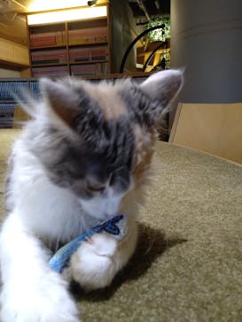 猫カフェモカ　新宿店に投稿された画像（2023/3/5）