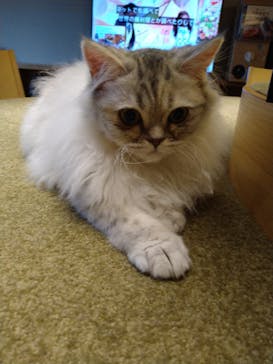 猫カフェモカ　新宿店に投稿された画像（2023/3/5）