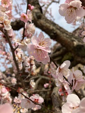 偕楽園本園に投稿された画像（2023/3/5）