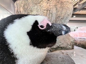 京都水族館に投稿された画像（2023/3/5）